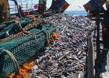 الفاو تصدر تقريرها السنوي 2022 حول حالة الموارد السمكية وتربية الأحياء المائية