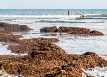 المغرب: قطاع الصيد البحري يبحث تثمين الطحالب البنية