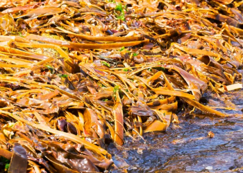 الطحالب البنية ترشّح 550 مليون طنا من ثاني أكسيد الكربون من الهواء كل عام