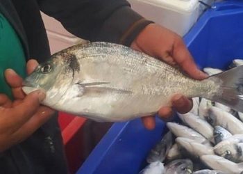 طنجة/الشروع في تثبت استثمارات اسرائيلية في الاستزراع السمكي