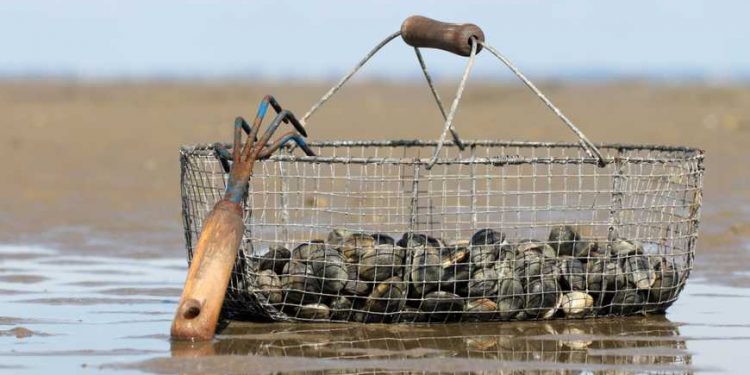 التنظيمات المهنية و التضامنية بالمتوسطي تطالب برفع الحظر عن جمع الصدفيات