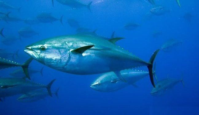 الاتحاد الأوروبي: استئناف المفاوضات  بشأن حصص التونة ذات الزعانف الزرقاء
