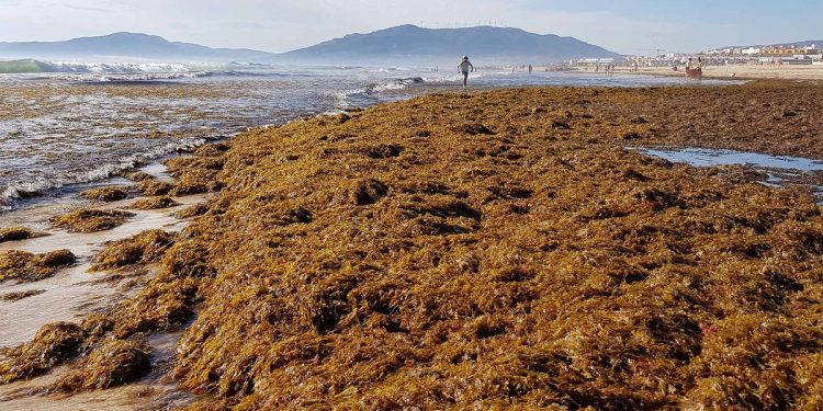الطحالب البنية Rugulopteryx okamurae أحياء غازية بفوائد كبيرة