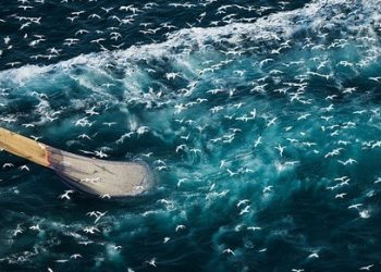 مالطا: المنظمات غير الحكومية تتحرك لمنع الصيد بشباك الجر في اجتماع البحر الأبيض المتوسط ​​