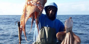 العالم يخلد اليوم العالمي للأخطبوط