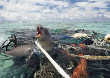 الكومافات تجمع خبراء البيئة و علوم المحطيات لمواجهة خطر التلوث البلاستيكي للمحيطات