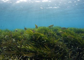 دور الأعشاب البحرية في مكافحة التغير المناخي