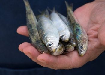 بوشعيب شادي:لاهوادة عن الدلالة في تجارة السمك السطحي.