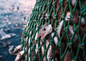 تربية الأسماك هي الحل المستدام في مواجهة الصيد الجائر
