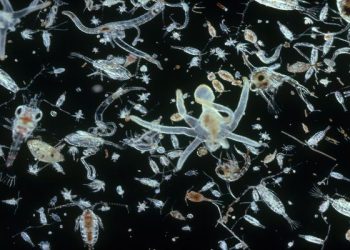 دراسة تشكف أهمية العوالق على التنبؤ بخسائر التنوع البيولوجي في المحيطات