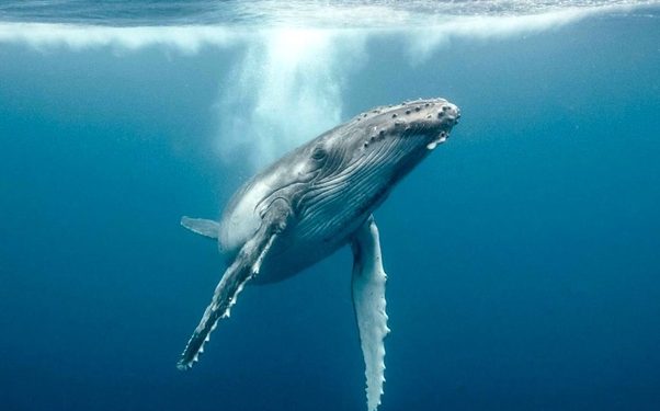 خبراء : التكنولوجيا الكهروكيميائية قادرة على تحييد حموضة المحيطات و CO2