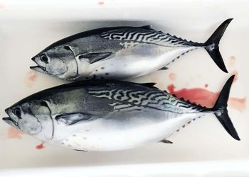 باحثون ينجحون في تعديل وراثي يرفع من جودة أسماك التونة