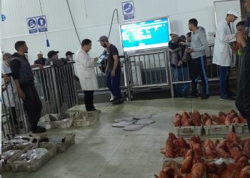 أسفي: ارتياح كبير لإنطلاق التداول الرقمي بسوق السمك للبيع الاول