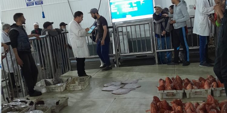 أسفي: ارتياح كبير لإنطلاق التداول الرقمي بسوق السمك للبيع الاول
