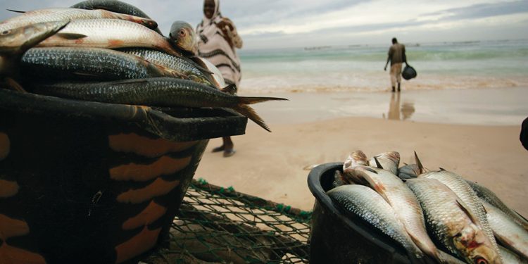 موريتانيا: اجتماع اللجنة التقنية الأورو-موريتانية حول الصيد البحري