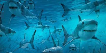الاحتفال بيوم أسماك القرش: فهم وحماية حراس محيطاتنا