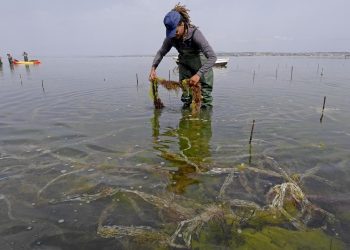 تونس تستعد لاستضافة المؤتمر الإفريقي لتربية الأحياء المائية 2024