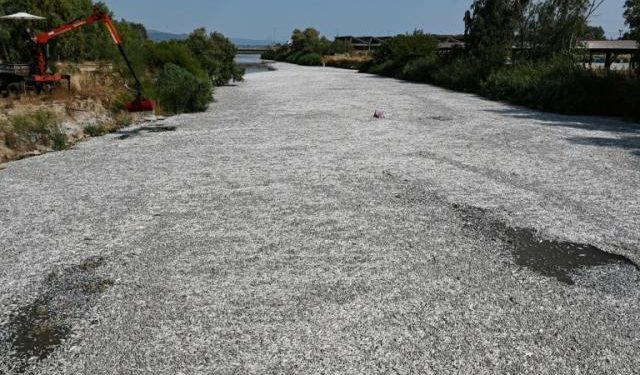 اليونان: التقلبات الجوية تتسبب في نفوق ملايين الأسماك