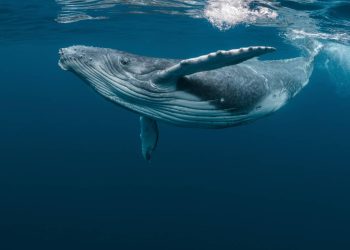 البيرو تحتضن أشغال المؤتمر الدولي لصيد الحيتان