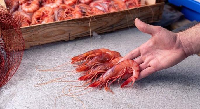 المفوضية الأوربية تعمق من جراح قطاع الصيد بالجر الاسباني و تقلص حصص صيد الروبيان الاحمر