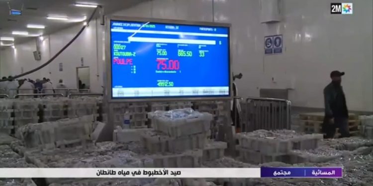 بعد تجميد صيد السردين، مفرغات الأخطبوط تنعش ميناء طانطان