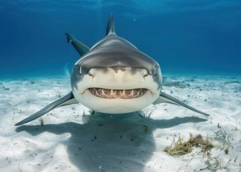 تقرير علمي : استهداف الأسماك الغضروفية يؤدي إلى انقراضها بشكل لا رجعة فيه