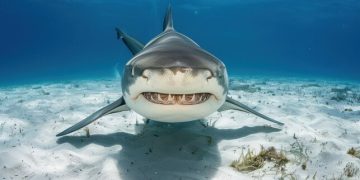 تقرير علمي : استهداف الأسماك الغضروفية يؤدي إلى انقراضها بشكل لا رجعة فيه