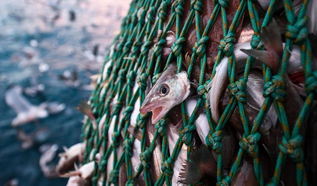 الصيد المستدام : توازن في إنتاج الغذاء و حماية البيئة البحرية