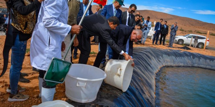 مجلس الحكومة يصادق على مرسوم تربية الأحياء المائية في المياه البرية