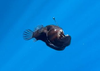 باحثون يصادفون سمكة شيطان البحر بالصدفة في مياه تنيريفي