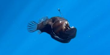 باحثون يصادفون سمكة شيطان البحر بالصدفة في مياه تنيريفي