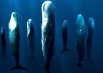 ضوضاء الانشطة البشرية تؤثر على التفاعلات الاجتماعية للحيتان