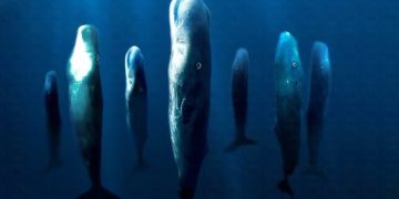 ضوضاء الانشطة البشرية تؤثر على التفاعلات الاجتماعية للحيتان