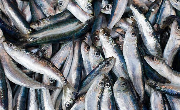 الدارالبيضاء: سمك السردين يهيمن على السوق ب 364 طناً في أول يوم من رمضان