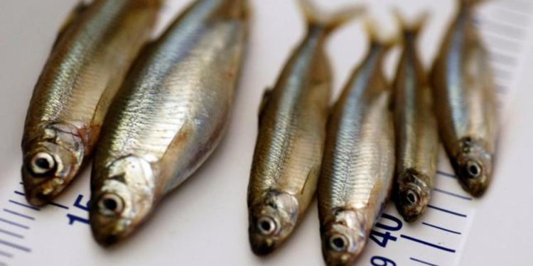 وزارة الصيد البحري تفند مزاعم تدمير الثروة السمكية في العيون وتؤكد التزامها بالاستدامة