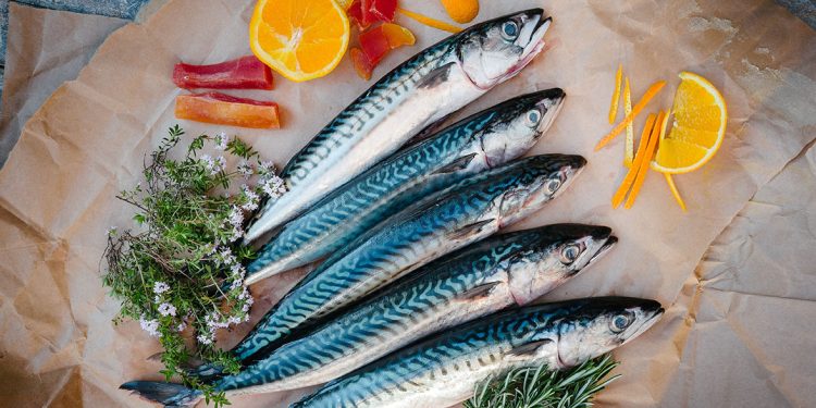 روسيا تتوقع استقرار ظروف الصيد في سواحل موريتانيا والمغرب مع تحسن مخزون “الأسقمري الأطلسي”