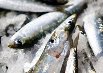 تراجع مخزون السردين في شرق الأطلسي: أسباب وتحديات وحلول مستدامة