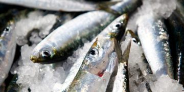 تراجع مخزون السردين في شرق الأطلسي: أسباب وتحديات وحلول مستدامة
