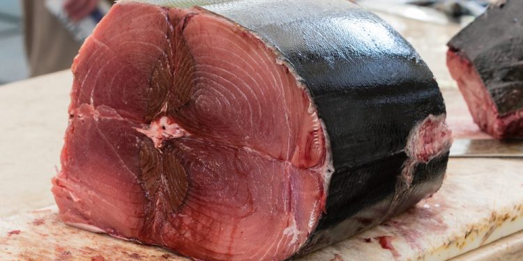 تونس: صغار البحارة  في مواجهة منظومة احتكار التونة