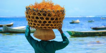 شراكة صينية و اندونيسية من أجل اقتصاد ازرق مستدام