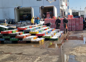 ارتفاع أسعار السردين ….اضطرابات بحرية ومضاربات ترفع الثمن