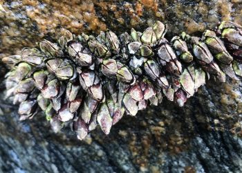 قطاع الصيد ينظم صيد المغرب يُنظم صيد “رجل الغزال”