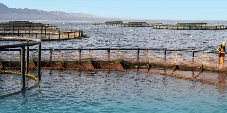 تنظيم ورشة عملية حول صحة الأحياء المائية