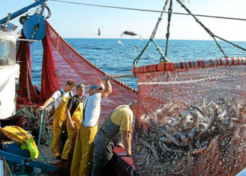 مفرغات الصيد الساحلي والتقليدي من السمك الأبيض ..  تسجل انتعاشا ملحوظا