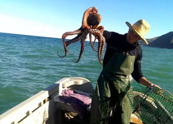 كتابة الدولة المكلفة بالصيد بالبحري تمديد فترة الراحة البيولوجية للأخطبوط إلى غاية 31 دجنبر