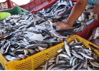 كتابة الدولة المكلفة بالصيد البحري توضح خلفيات قرار تقييد تصدير السردين