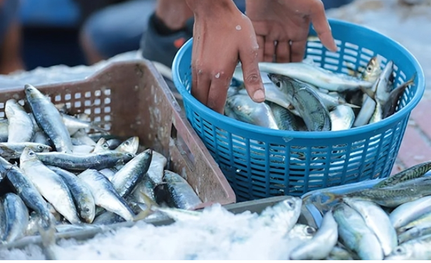 سمك السردين بآسفي.. وفرة في الميناء وغلاء في الأسواق