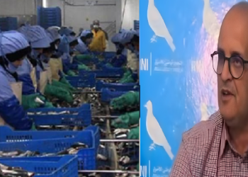 سردين آسفي.. من خيرات الأطلسي إلى موائد العالم