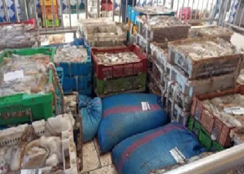 أسواق الداخلة تسجل تداول 17.86 طناً من الأخطبوط بقيمة تقارب 1.78 مليون درهم