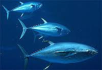 مخزون سمك التونة في تراجع مقلق بحوض البحر الابيض المتوسط